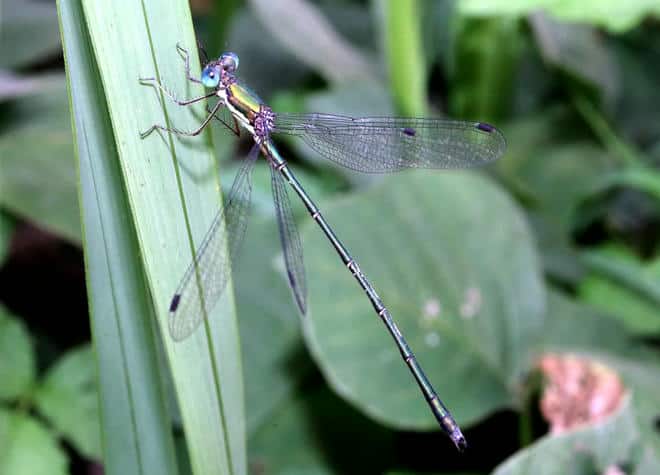 昆虫図鑑・オオアオイトトンボ